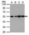 Histamine Receptor H2 antibody, TA308415, Origene, Western Blot image 