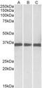 Malate Dehydrogenase 1 antibody, MBS422964, MyBioSource, Western Blot image 