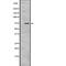 Kinesin Family Member C1 antibody, abx216458, Abbexa, Western Blot image 