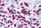 GLI Family Zinc Finger 3 antibody, MBS240223, MyBioSource, Immunohistochemistry frozen image 