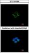 Medium-chain specific acyl-CoA dehydrogenase, mitochondrial antibody, GTX101393, GeneTex, Immunocytochemistry image 