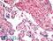 Dipeptidyl Peptidase 4 antibody, LS-A8060, Lifespan Biosciences, Immunohistochemistry paraffin image 