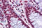 THO Complex 6 antibody, MBS246017, MyBioSource, Immunohistochemistry frozen image 