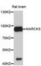 Myristoylated Alanine Rich Protein Kinase C Substrate antibody, abx126128, Abbexa, Western Blot image 