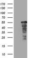 SAM Domain, SH3 Domain And Nuclear Localization Signals 1 antibody, CF808901, Origene, Western Blot image 