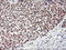 Ring Finger Protein 113B antibody, LS-C797553, Lifespan Biosciences, Immunohistochemistry frozen image 