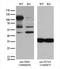Nibrin antibody, LS-C796847, Lifespan Biosciences, Western Blot image 