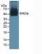 Bone Morphogenetic Protein 15 antibody, MBS2026132, MyBioSource, Western Blot image 