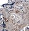 Angiogenin antibody, NB110-93512, Novus Biologicals, Immunohistochemistry frozen image 
