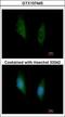 Mitogen-Activated Protein Kinase Kinase 6 antibody, GTX107445, GeneTex, Immunocytochemistry image 