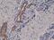 Melanoma Cell Adhesion Molecule antibody, M01683-2, Boster Biological Technology, Immunohistochemistry frozen image 