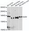 Alpha-2-Macroglobulin antibody, MBS127110, MyBioSource, Western Blot image 