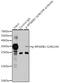 Ribosomal Protein S6 antibody, GTX66604, GeneTex, Immunoprecipitation image 