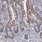 DDHD Domain Containing 2 antibody, NBP1-82967, Novus Biologicals, Immunohistochemistry paraffin image 