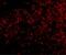 TNF Receptor Superfamily Member 14 antibody, GTX31297, GeneTex, Immunohistochemistry paraffin image 