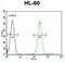 Transglutaminase-3-like antibody, abx026064, Abbexa, Flow Cytometry image 