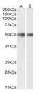 Glycerophosphodiester Phosphodiesterase 1 antibody, orb313877, Biorbyt, Western Blot image 