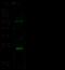 Interleukin 21 antibody, 50137-T48, Sino Biological, Western Blot image 