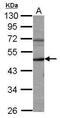 Cyclin A2 antibody, PA5-27837, Invitrogen Antibodies, Western Blot image 