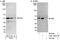 DEK Proto-Oncogene antibody, A301-335A, Bethyl Labs, Western Blot image 