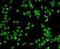 PBP antibody, orb214424, Biorbyt, Immunofluorescence image 