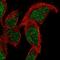 Survival Motor Neuron Domain Containing 1 antibody, HPA061214, Atlas Antibodies, Immunofluorescence image 