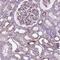 Sperm Antigen With Calponin Homology And Coiled-Coil Domains 1 Like antibody, NBP2-49640, Novus Biologicals, Immunohistochemistry frozen image 