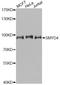 SET And MYND Domain Containing 4 antibody, A2337, ABclonal Technology, Western Blot image 