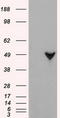GFAP antibody, TA500335S, Origene, Western Blot image 