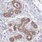 Mitochondrial Ribosomal Protein L17 antibody, NBP2-13611, Novus Biologicals, Immunohistochemistry frozen image 