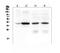 Thrombopoietin antibody, A03222-3, Boster Biological Technology, Western Blot image 