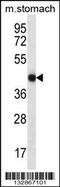 FYVE, RhoGEF And PH Domain Containing 2 antibody, 56-911, ProSci, Western Blot image 