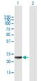 Mediator Complex Subunit 20 antibody, H00009477-B01P, Novus Biologicals, Western Blot image 