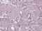 X-Linked Inhibitor Of Apoptosis antibody, PA5-27203, Invitrogen Antibodies, Immunohistochemistry frozen image 