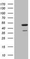 Indoleamine 2,3-dioxygenase 2 antibody, TA806648, Origene, Western Blot image 