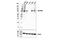 TANK Binding Kinase 1 antibody, 51872S, Cell Signaling Technology, Western Blot image 