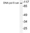 DNA Polymerase Delta 1, Catalytic Subunit antibody, LS-C177825, Lifespan Biosciences, Western Blot image 