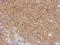 Cyclin Dependent Kinase 16 antibody, NBP2-19732, Novus Biologicals, Immunohistochemistry frozen image 