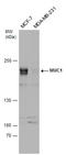 Mucin 1, Cell Surface Associated antibody, GTX100459, GeneTex, Western Blot image 