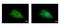 Polyphosphoinositide phosphatase antibody, PA5-22083, Invitrogen Antibodies, Immunofluorescence image 