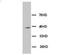 Mitogen-Activated Protein Kinase 13 antibody, orb18046, Biorbyt, Western Blot image 