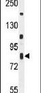 ER Membrane Associated RNA Degradation antibody, PA5-24511, Invitrogen Antibodies, Western Blot image 