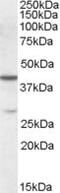 Chromobox 8 antibody, MBS420413, MyBioSource, Western Blot image 