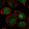 Histone chaperone ASF1A antibody, HPA030502, Atlas Antibodies, Immunofluorescence image 