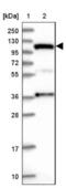 Integrator Complex Subunit 4 antibody, NBP1-83102, Novus Biologicals, Western Blot image 