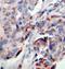 Janus Kinase 2 antibody, MBS128491, MyBioSource, Immunohistochemistry paraffin image 