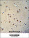 Tectorin Beta antibody, 55-120, ProSci, Immunohistochemistry frozen image 