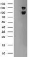 Ubiquitin Specific Peptidase 7 antibody, TA503988S, Origene, Western Blot image 