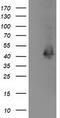 Microtubule-associated protein RP/EB family member 2 antibody, LS-B9959, Lifespan Biosciences, Western Blot image 