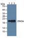 Visinin Like 1 antibody, LS-C314993, Lifespan Biosciences, Western Blot image 